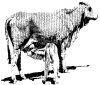 Cow and calf image used in original title screen. Photograph: Rod Thompson