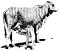 BCD Cow calf.jpg