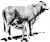 Original Cow & Calf